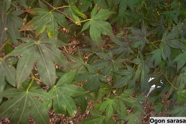 Acer palmatum 'Ogon Sarasa' Rare Japanese Maple - Maple Ridge Nursery